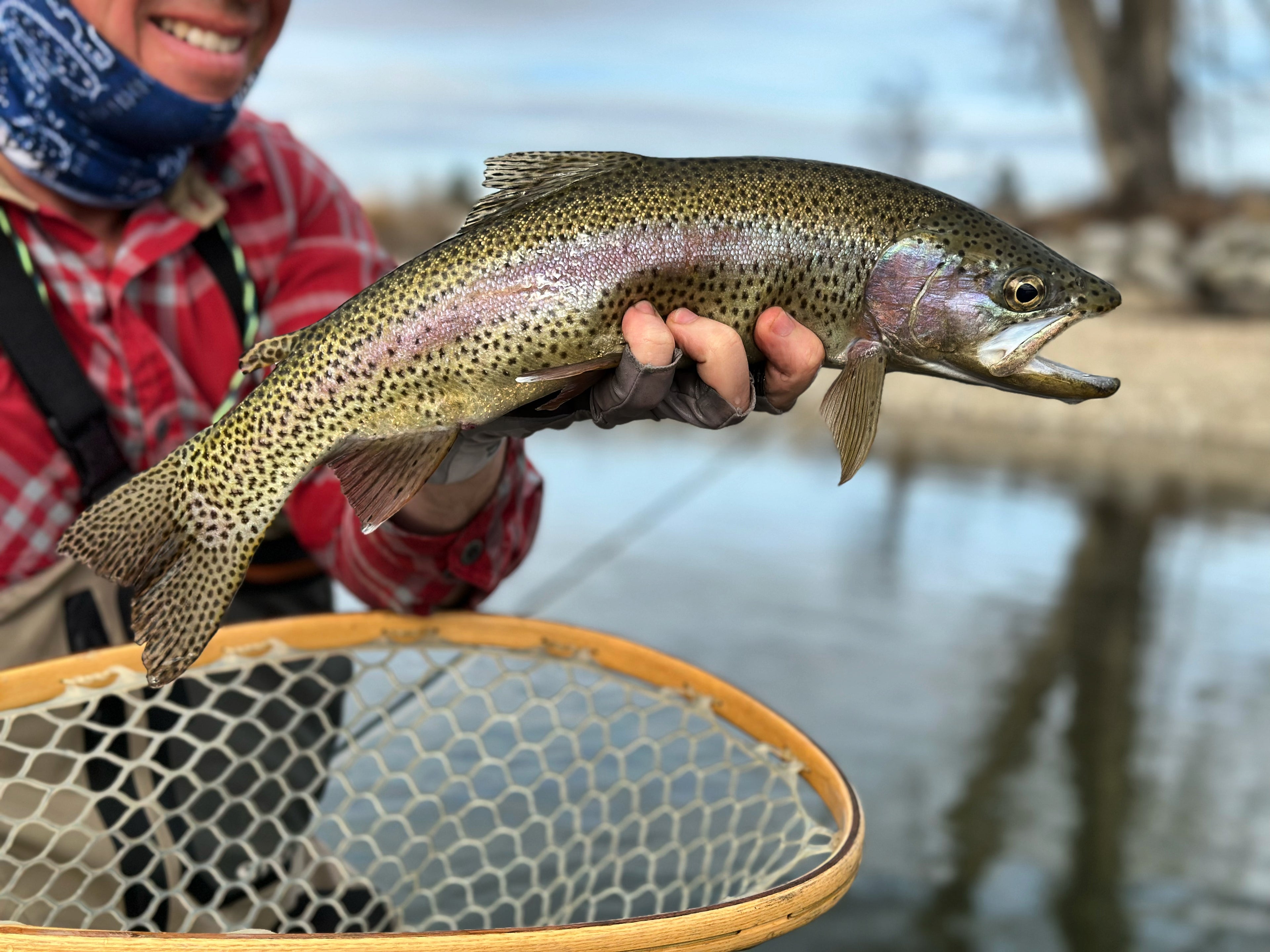 Bitterroot River Fly Fishing Large Rainbow Trout on Guided Float Trip